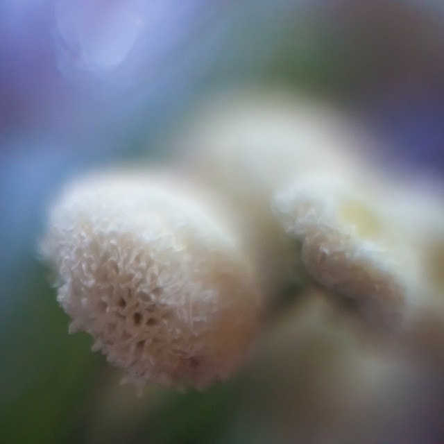 Freelensing photo of some New Year's flowers