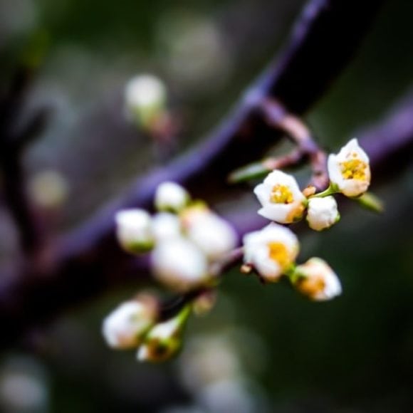 More Flowers on the Plum Tree