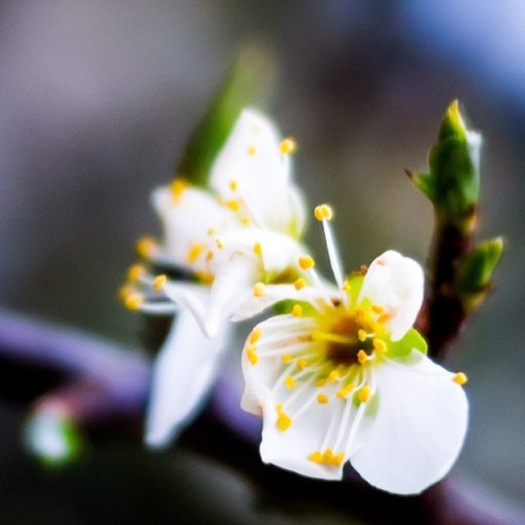 Plum tree flowers