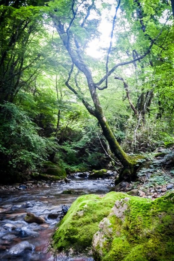 Forest Stream