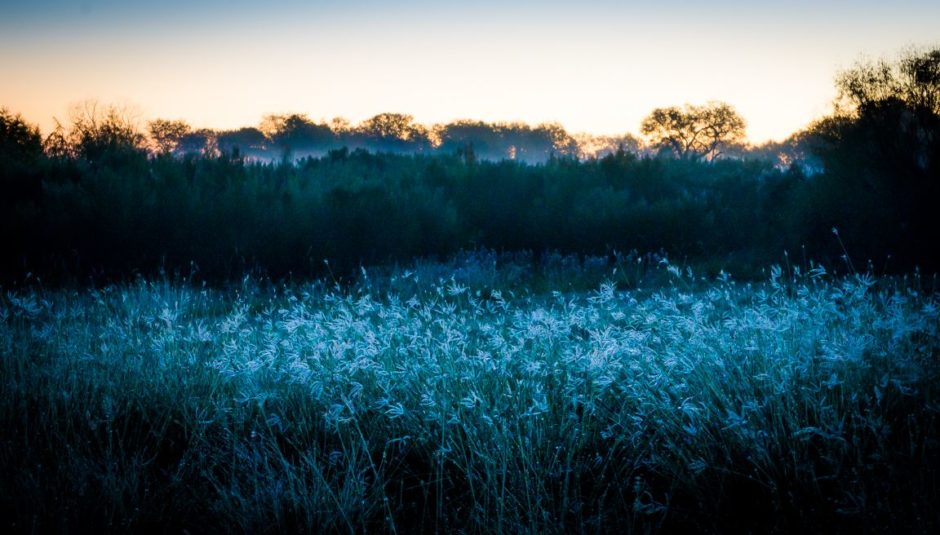 Morning, Choke Canyon State Park, 2014