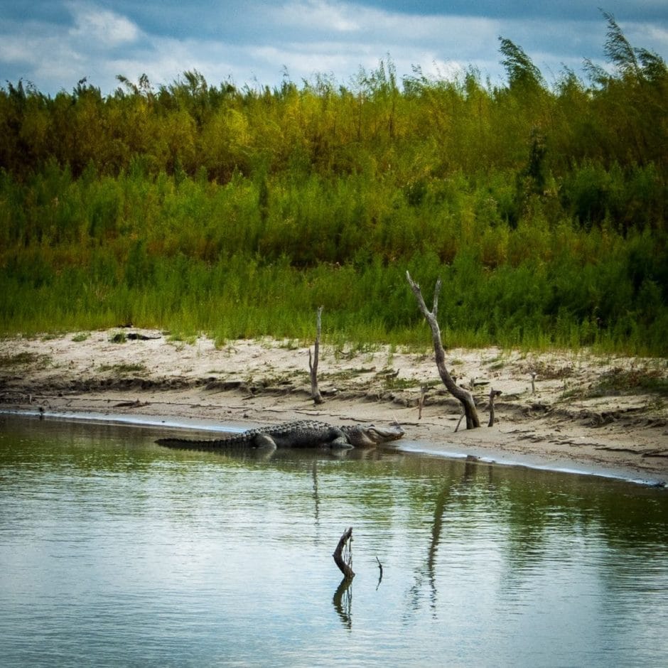 Big Gator, Choke Canyon State Park, 2014