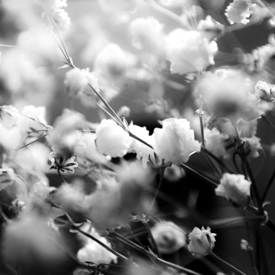 "Baby's Breath" USA. Texas. Cedar Park. 2016.