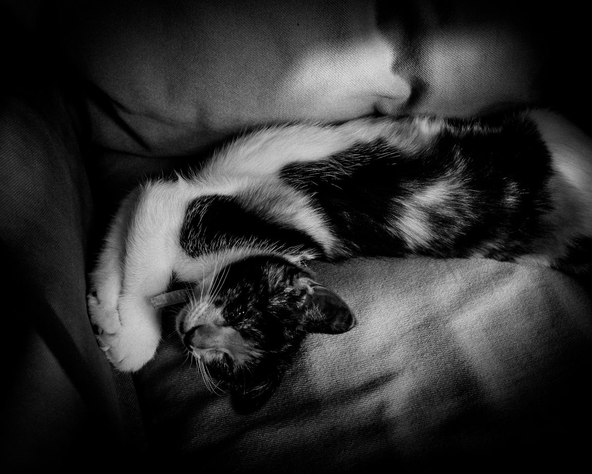 "Kitty!" Cedar Park, 2016