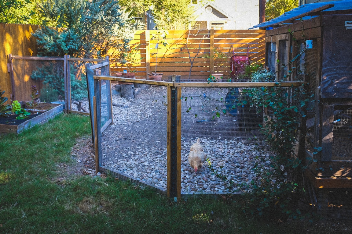 "Chicken Pen" Austin, 2016