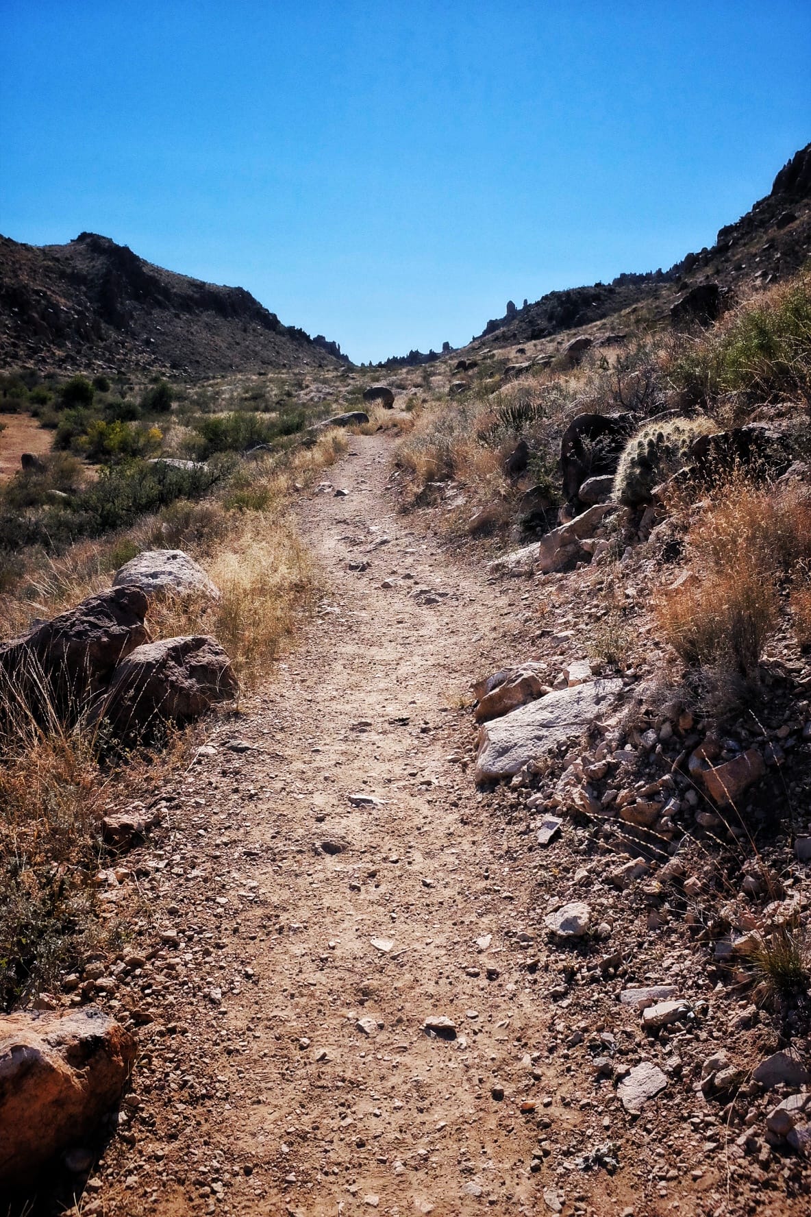 "Grapevine Trail" Big Bend, 2016