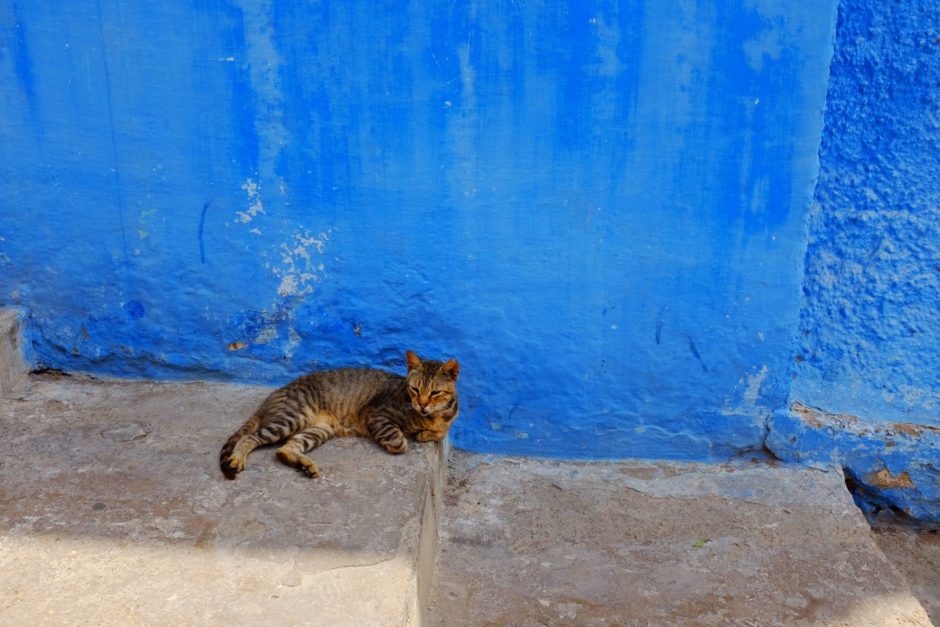 "Relaxing Cat" Rabat, 2017