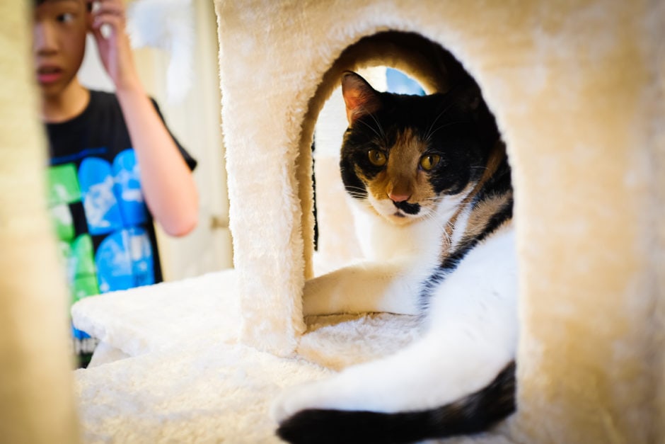 "Kitty Apartment" Cedar Park, 2018