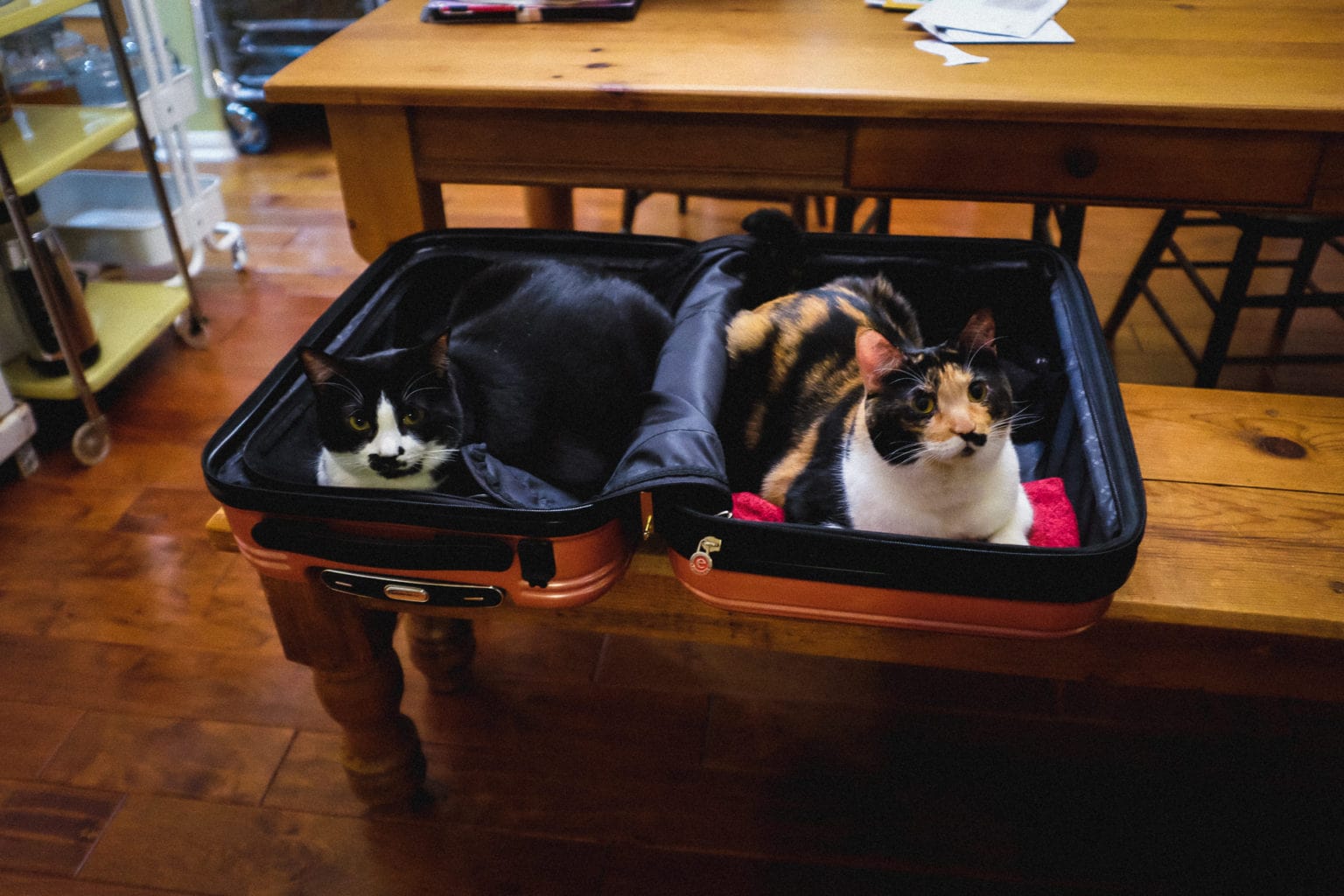 Cat Case