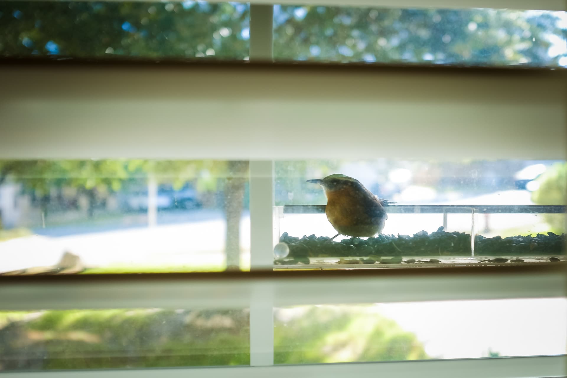 Window Bird Feeder