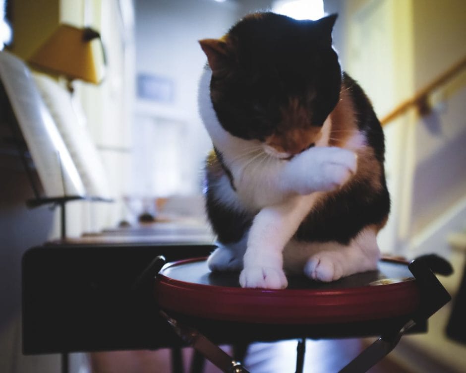 "Kitty on Drum Pad" Cedar Park, 2017